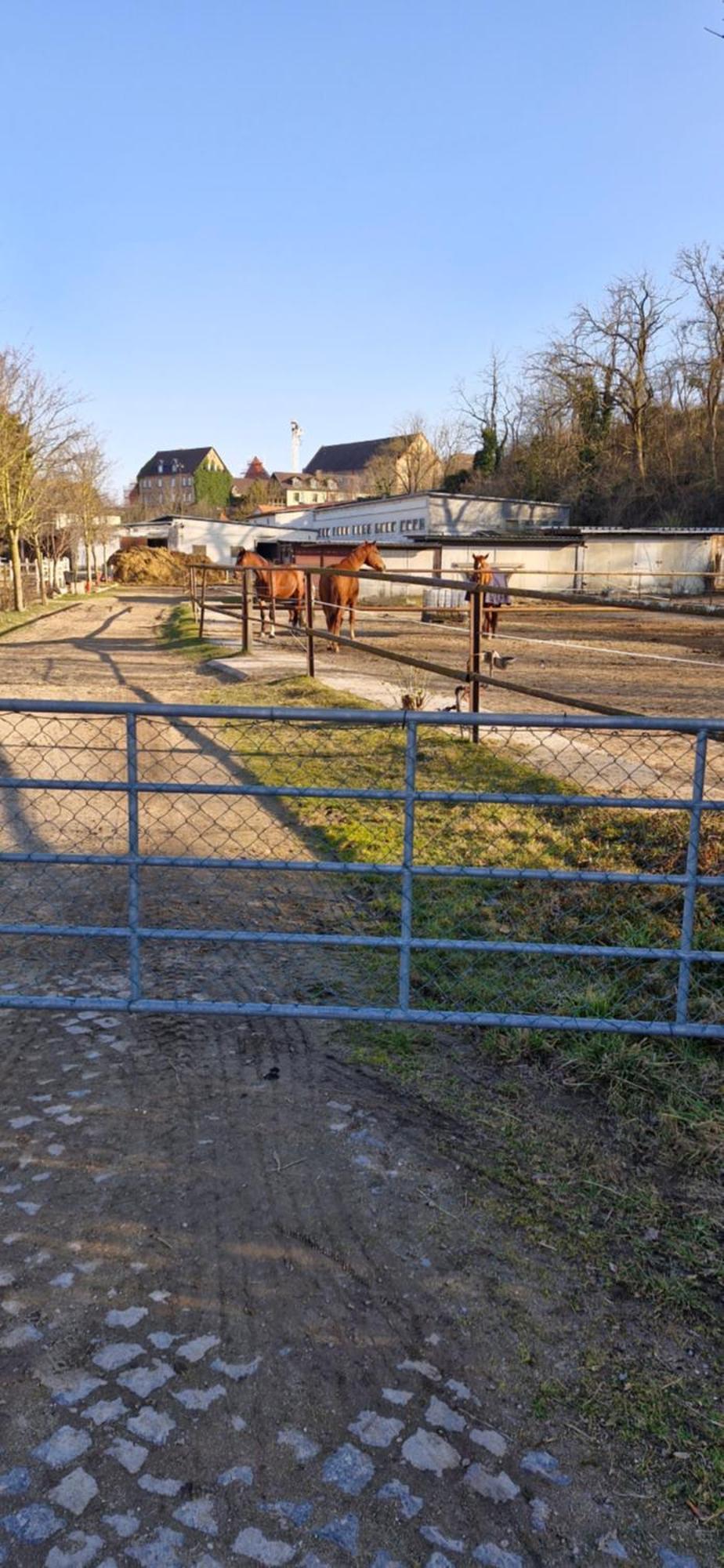 Ferienwohnung Halle/Lettin Halle  Eksteriør bilde